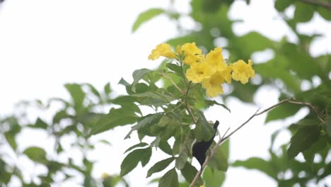 Wunderschöner-Lilafarbener-Sonnenvogel,-Der-In-Zeitlupe-Zwischen-Gelben-Blumen-Hüpft