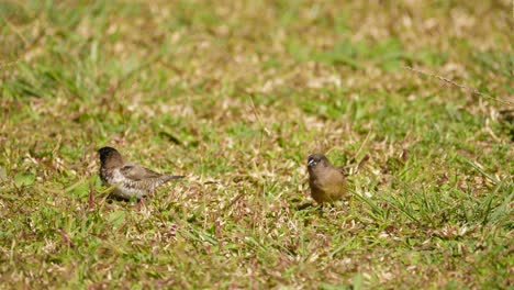 Bronzefarbene-Männchenvögel-Suchen-Auf-Dem-Rasen-Nach-Nahrung,-Halten-An,-Um-Nachzusehen,-Und-Fliegen-Dann-Davon