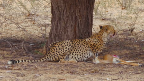 Vorsichtig-Sucht-Der-Südostafrikanische-Gepard-Seine-Umgebung-Nach-Einer-Bedrohung-Ab