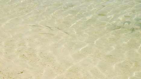 Eine-Gruppe-Von-Meeräschen-Schwimmt-An-Einem-Sonnigen-Tag-Auf-Dem-Klaren-Seichten-Wasser-In-Bonaire