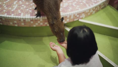 Capybara-Being-Fed-By-Two-Children-In-An-Animal-Cafe-In-Harajuku,-Tokyo,-Japan