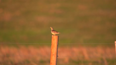Eastern-meadowlark-perching-on-wood-fence-during-sunrise