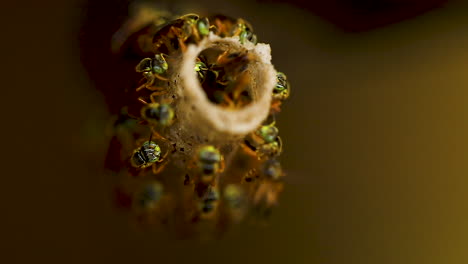 Bee-Tetragonisca-angustula-colony-macro-video,-Bee-Jatai