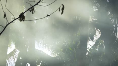 Rauch-Vom-Buschfeuer-Füllt-Den-Tropischen-Dschungel-Und-Erzeugt-Sonnenstrahlen-Zwischen-Den-Blättern