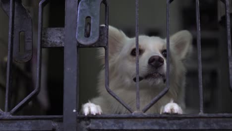 Indian-spitz-dog-breed-also-known-as-Indian-pomeranian-in-lockdown