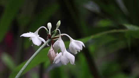 Medium-close-up-of-rain-soaked-white-flower-in-a-leafy-garden,-bobbing-in-the-breeze,-on-an-overcast-day