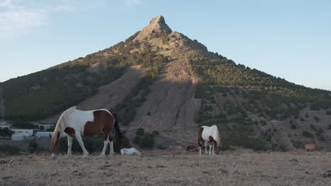 Low-angle-still-shot-Horses-herding-on-highland-volcanic-peak-Background