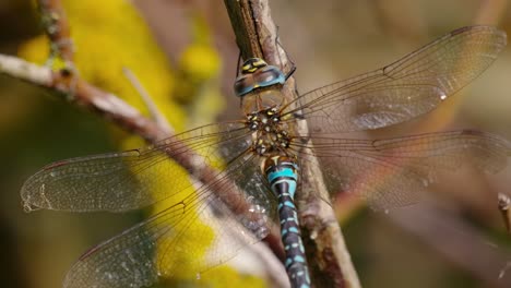 Blue-and-green-dragonfly-sitting-on-branch-using-it's-legs-to-clean-it's-head