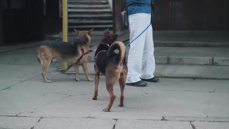 Besitzer,-Der-Die-Leine-Von-Zwei-Hunden-Am-Berühmten-Fushimi-Inari-schrein-In-Kyoto,-Japan,-Hält
