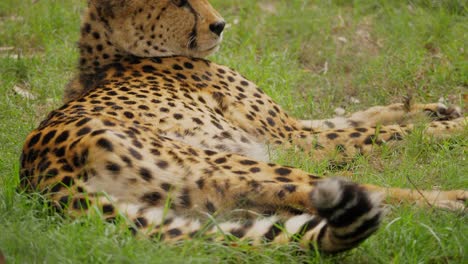 Cheetah-resting-on-grass-and-starts-to-get-up
