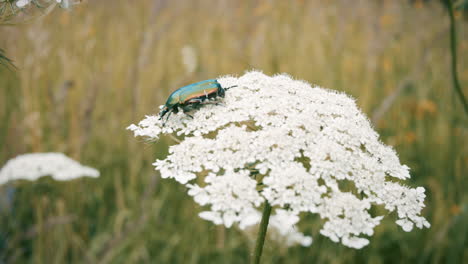 Shimmering-beetle-sits-on-a-white-flower-in-the-garden