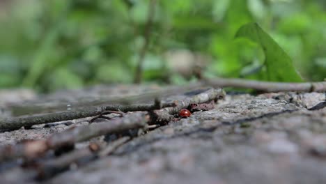 little-ladybug-runs-on-the-stone