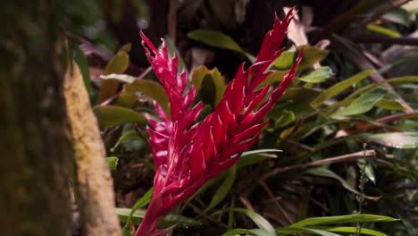 Nahaufnahme-Von-Verschiedenen-Pflanzen-In-Einem-Tropischen-Regenwald-An-Der-Akademie-Der-Wissenschaften-San-Francisco-Kalifornien,-Grüne-Und-Rote-Pflanzen-Mit-Einem-Baum-Im-Vordergrund,-Flüssige-Kamerabewegung