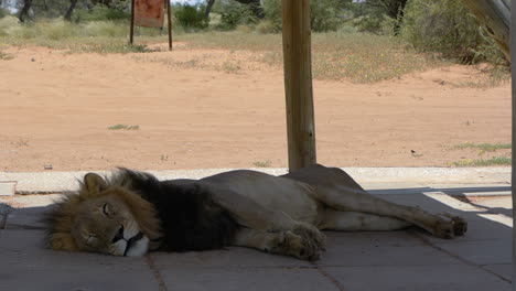 Black-Maned-Lions-Sleeping-On-The-Shade-Of-A-Camp-On-The-Campsite-In-Kgalagadi,-Botswana