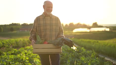 Beautiful-backlit-view-of-man-farmer-with-basket-of-harvest-in-green-field-in-the-rays-of-the-sun-at-sunset