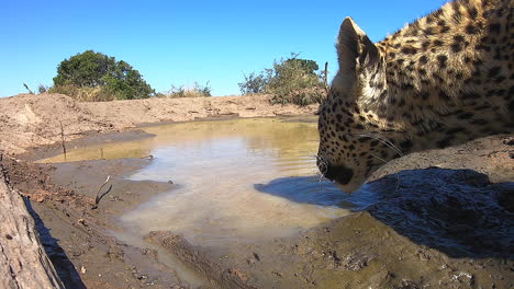 Einzigartige-GoPro-Aufnahmen-Eines-Leoparden,-Der-In-Freier-Wildbahn-Wasser-Trinkt