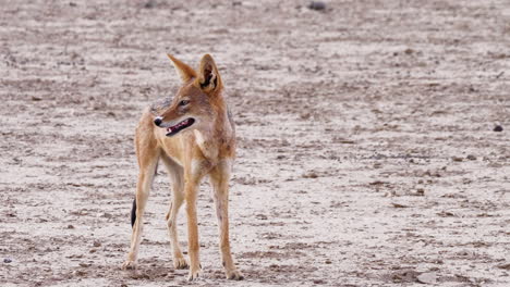 Skinny-Black-backed-Jackal-Standing-On-The-Field-And-Looking-In-The-Distance-In-Kalahari-Desert,-Africa