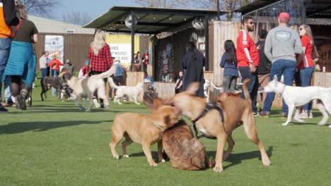 A-group-of-three-energetic-and-happy-puppies-wrestle-and-play-fight-with-friends-on-turf-in-an-upscale-urban-dog-park-and-bar-in-Atlanta,-Georgia-on-a-hot-summer-day