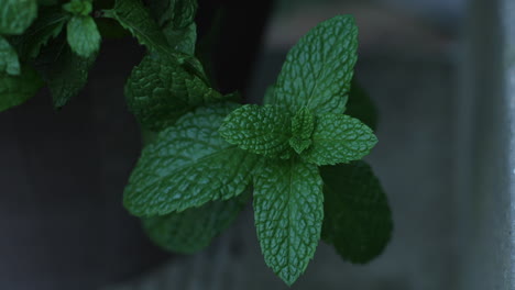 Moody-shot-of-mint-leaves