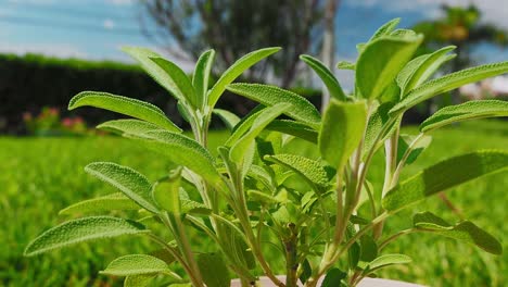Salbeipflanze-Ist-Ein-Wunderbares-Kraut-Für-Tee-Und-Medizinische-Zwecke