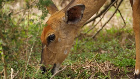 Nahaufnahme-Der-Weiblichen-Nyala-Antilope,-Die-Glücklich-Blätter-Isst