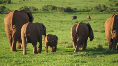 Cute-little-elephant-playing-in-the-middle-of-the-herd,-slow-motion,-close-up