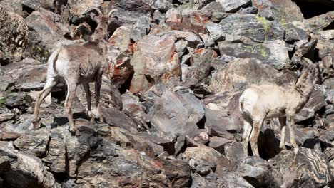 Bighorn-sheep-standing-alert-and-moving-with-grace-from-rock-to-rock