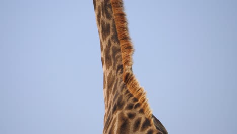 Tilt-up-from-behind-giraffe-to-the-top-of-its-head