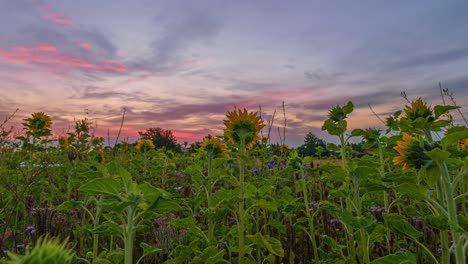 Sunflowers-at-the-sunrise-with-moving-clouds-in-a-time-lapse-sequence,-wonderful-pink-sky