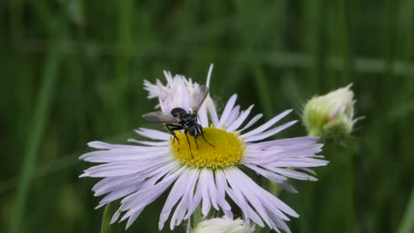 Nahaufnahme-Einer-Natürlichen-Fliege,-Die-Auf-Blühenden-Blumen-In-Der-Natur-Sitzt-Und-Sich-Ausruht