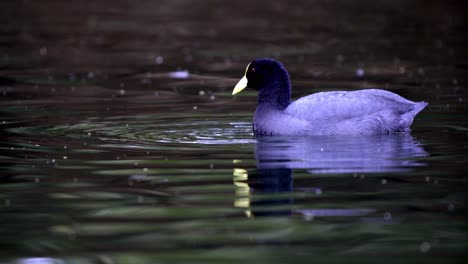 Close-up-shot-of-a-white-winged-coot-feeding-with-algae-on-a-pond