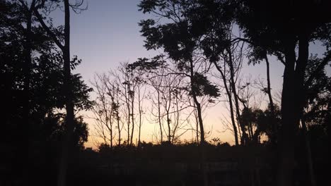 Wind-Weht-Bäume-Bei-Sonnenuntergang