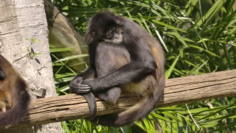 spider-monkey-uses-tail-for-safety-when-relaxing-in-tree