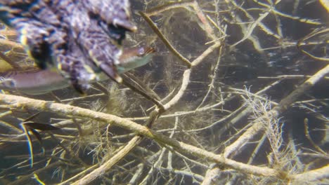 Eel-and-turtle-bumping-onto-each-other-close-up-view-video-footage-lake-Kournas-Crete