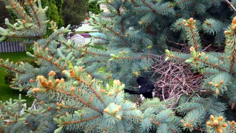 Close-up-shot-of-a-magpie-poking-through-a-bird-nest