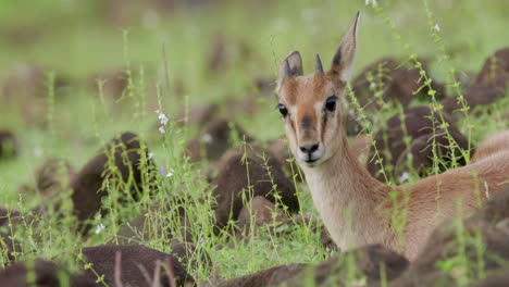 Chinkara-Gazelle-fawn-rests-in-the-grass-like-Bambi-with-its-innocent-looks