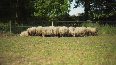 Low-angle-truck-shot-of-flock-of-sheep-grazing-in-field