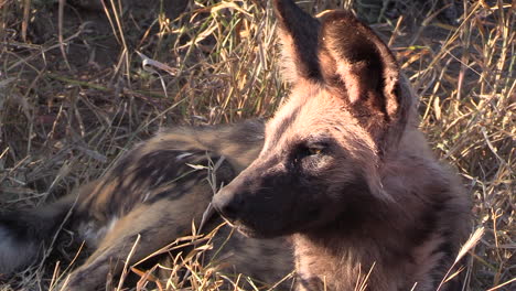 Close-up-of-an-African-Wild-Dog-resting-in-the-tall-dry-grass-under-the-hot-African-sun
