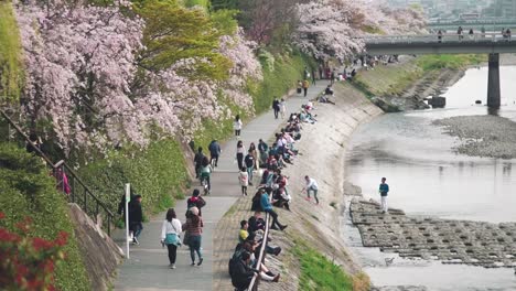 People-Sitting-And-Walking-By-The-Riverbank-Of-Kamogawa-River-In-Kyoto,-Japan-In-Spring---Cherry-Blossom-Trees-In-Bloom---high-angle-slowmo-shot
