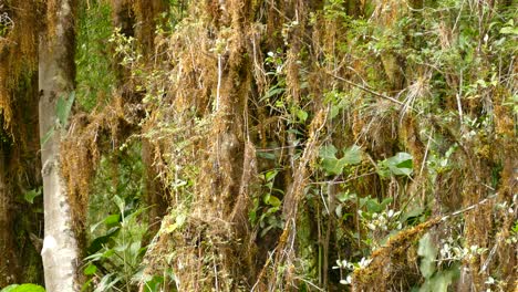 Social-Flycatcher-Bird-Flying-Through-The-Hanging-Plants-And-Moss-In-The-Jungle-In-Costa-Rica-At-Daytime---medium-shot