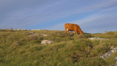 Hausrinder-Verloren-In-Connemara-County-Galway,-Irland