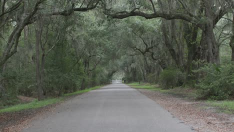 A-southern-road-lined-with-Spanish-Moss-trees