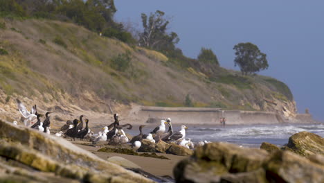 Pelicans-and-seagulls-group-flock-on-beach-rocks-looking-over-the-ocean