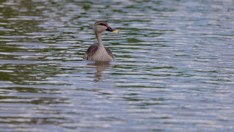 Slow-motion-shot-of-spot-billed-duck-i-water-swimming-and-shaking-its-head