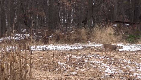 Two-whitetail-does-feeding-in-a-snowy-field