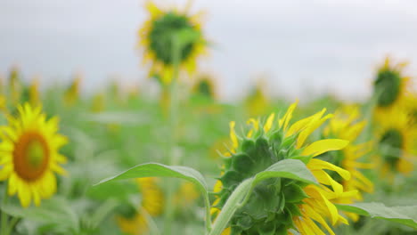 Breitere-Schwenkaufnahme-Eines-Sonnenblumenfeldes-Mit-Verlagertem-Fokus-Auf-Einzelne-Blumen-Im-Ländlichen-Indien