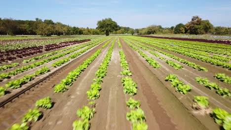 Aerial-Footage-of-a-Lettuce-Field-with-Red-and-Green-Plants,-Low-to-the-Ground