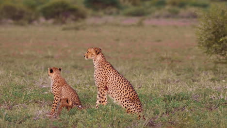 Adult-cheetah-with-two-cubs-looking-around-for-prey-in-the-Kalahari,-Africa