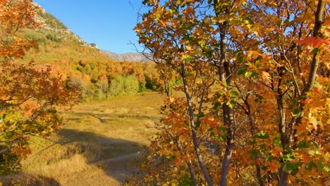 Zwischen-Bäumen-In-Voller-Herbstfärbung-Fliegen,-Um-Eine-Goldene-Bergwiese-In-Einem-Lebhaft-Bunten-Wald-Zu-Enthüllen