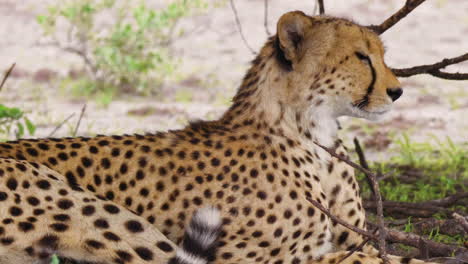 Ein-Weiblicher-Gepard,-Der-Sich-Entspannt-Und-In-Die-Ferne-Unter-Dem-Schatten-Eines-Baumes-Im-Deception-Valley,-Kalahari-Game-Reserve,-Botswana-Blickt